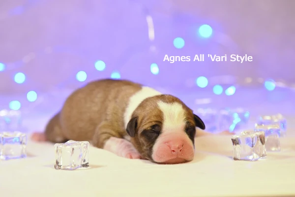 Американский стаффордширский терьер щенок Agnes All'Vari Style 1