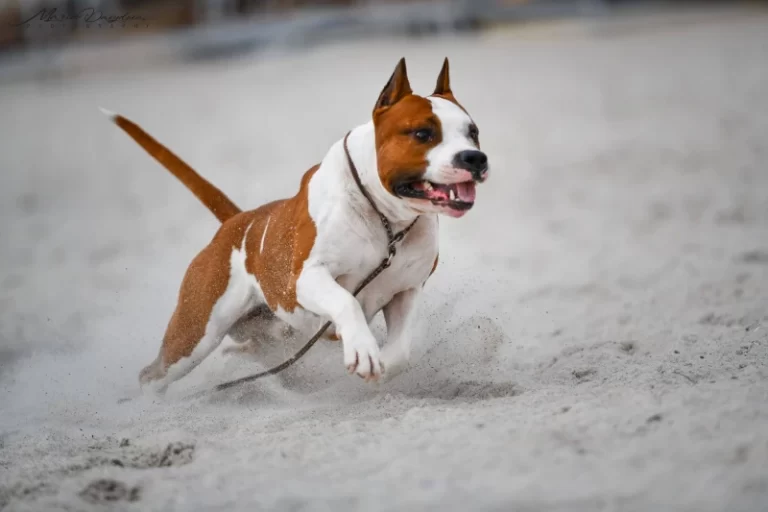 американский стаффордширский терьер срывается с места