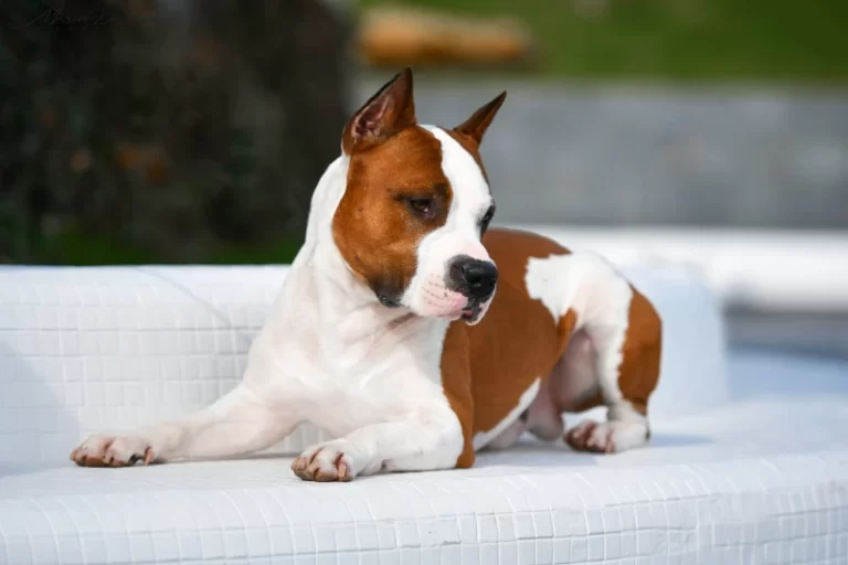 американский стаффордширский терьер лежит Рой