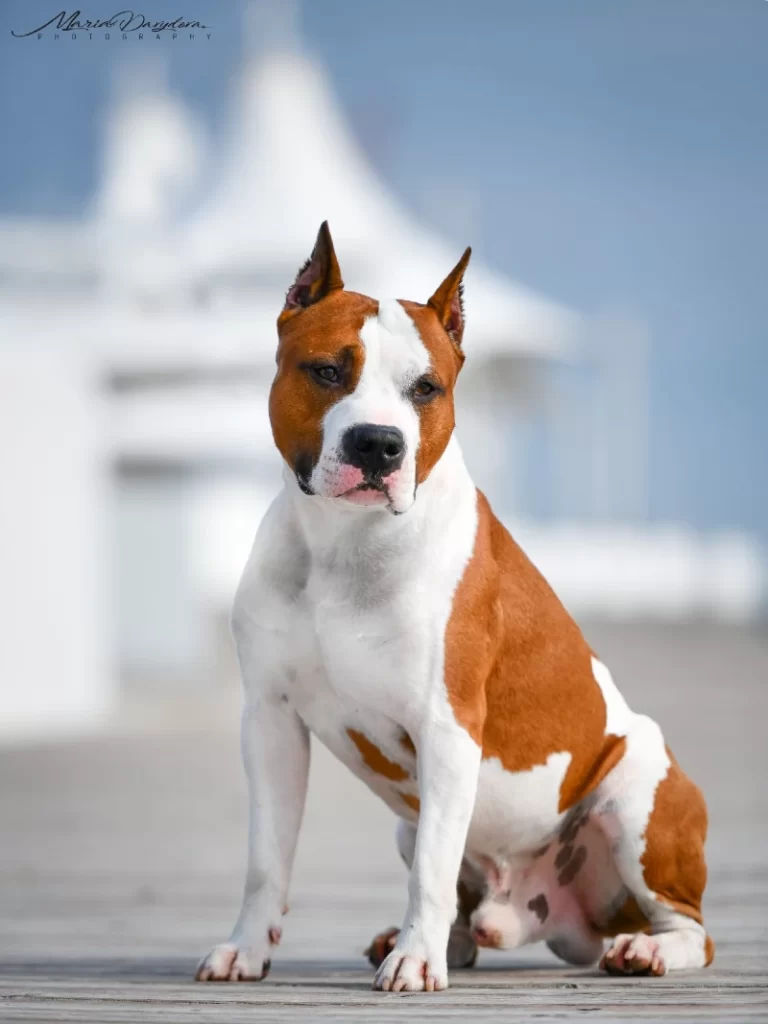 американский стаффордширский терьер Рой сидит