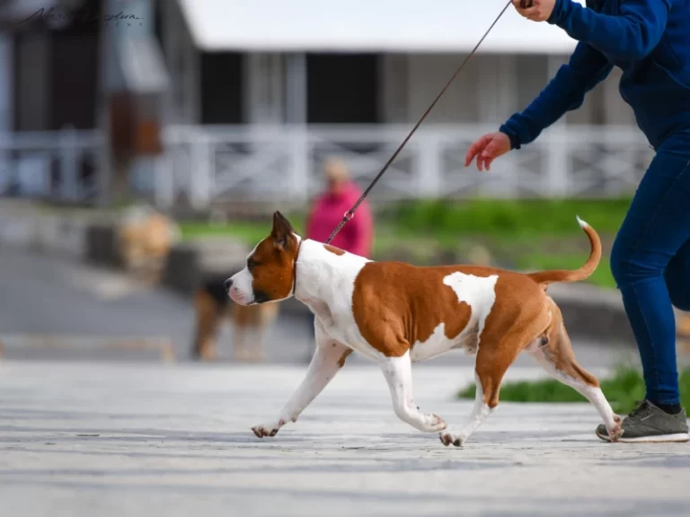 американский стаффордширский терьер тренировка к выставке Рой