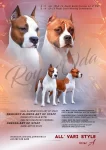 Титулованные производители американский стаффордширский терьер