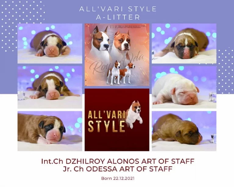 Американский стаффордширский терьер щенки. новорожденные