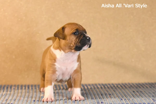 щенок стаффа грудь Aisha возраст 25 дней