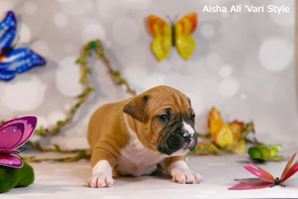 щенок амстаффа возраст 25 дней кличка Aisha