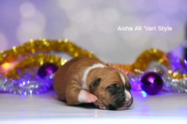 американский стаффордширский терьер щенок возраст 7 дней. Aisha All 'Vari Style 1