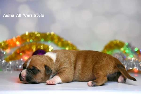 американский стаффордширский терьер щенок возраст 7 дней. Aisha All 'Vari Style 3