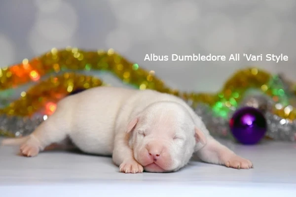 американский стаффордширский терьер щенок возраст 7 дней. Albus All 'Vari Style 4