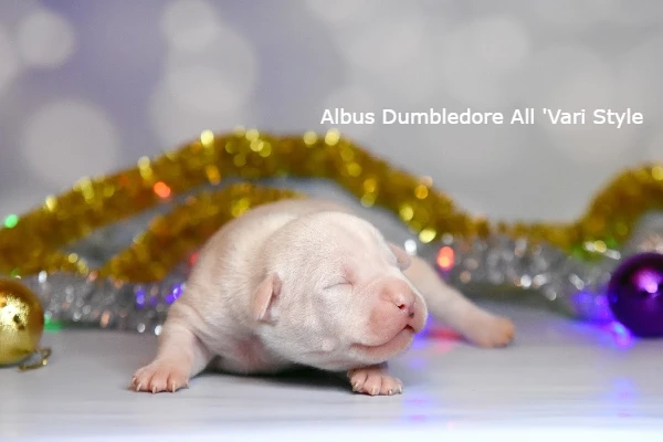 американский стаффордширский терьер щенок возраст 7 дней. Albus All 'Vari Style 7