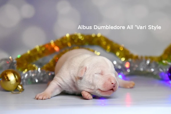 американский стаффордширский терьер щенок возраст 7 дней. Albus All 'Vari Style 9