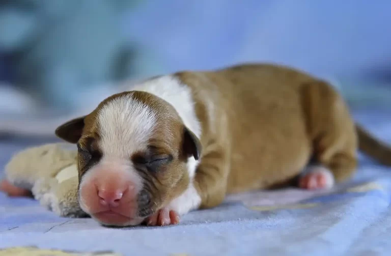 Американский стаффордширский терьер новорожденный щенок Babylon Towers All 'Vari Style фото 8