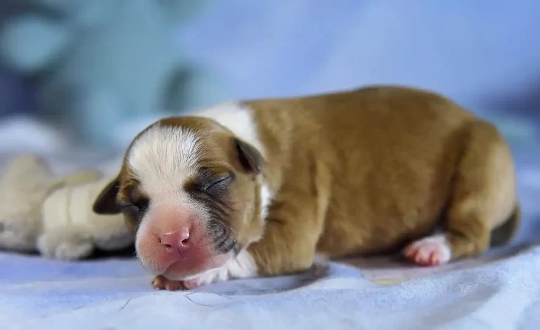 Американский стаффордширский терьер новорожденный щенок Babylon Towers All 'Vari Style фото 5