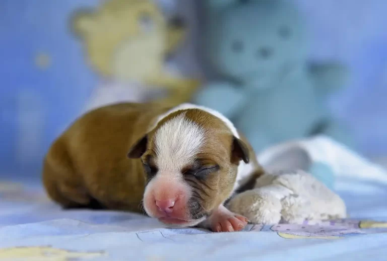 Американский стаффордширский терьер новорожденный щенок Babylon Towers All 'Vari Style фото 4