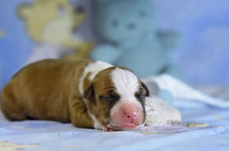 Американский стаффордширский терьер новорожденный щенок Babylon Towers All 'Vari Style фото 3