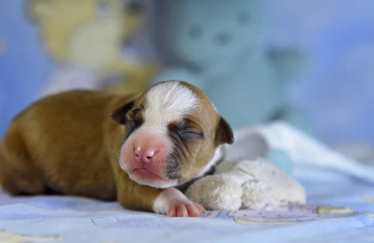 Американский стаффордширский терьер новорожденный щенок Babylon Towers All 'Vari Style фото 2