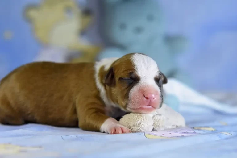 Американский стаффордширский терьер новорожденный щенок Babylon Towers All 'Vari Style фото 1