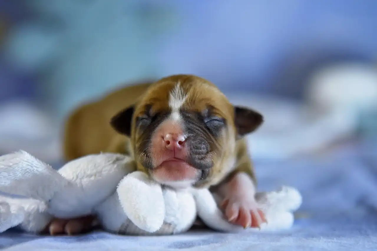 Американский стаффордширский терьер новорожденный щенок Beatrix Kiddo All 'Vari Style фото 3