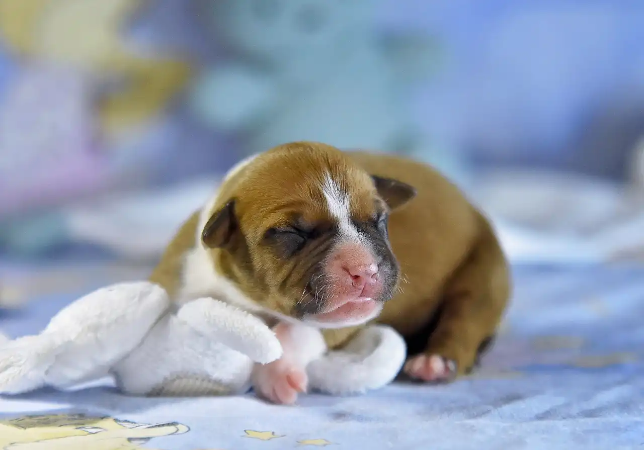 Американский стаффордширский терьер новорожденный щенок Beatrix Kiddo All 'Vari Style фото 1