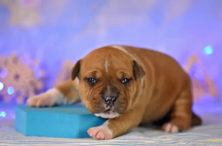 щенок амстафф Bingo Ringo All 'Vari Style 14 дней фото 7