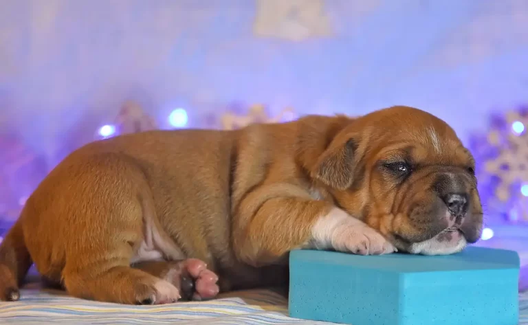 щенок амстафф Bingo Ringo All 'Vari Style 14 дней фото 2