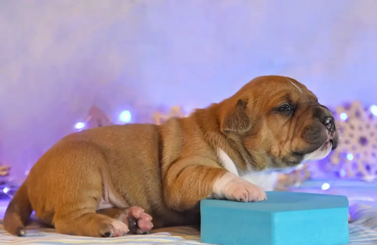 щенок амстафф Bingo Ringo All 'Vari Style 14 дней фото 1