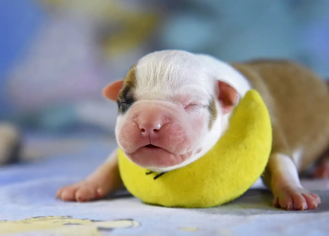 Американский стаффордширский терьер новорожденный щенок Bourgeois All 'Vari Style фото 8