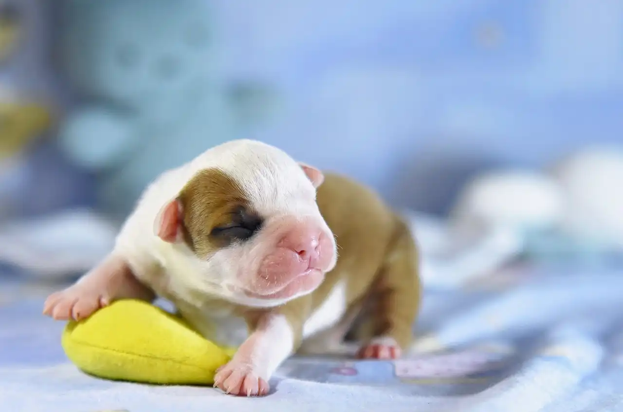 Американский стаффордширский терьер новорожденный щенок Bourgeois All 'Vari Style фото 1