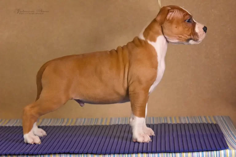 щенок американского стаффордширского терьера Babylon Towers питомник All 'Vari Style возраст 45 дней 1