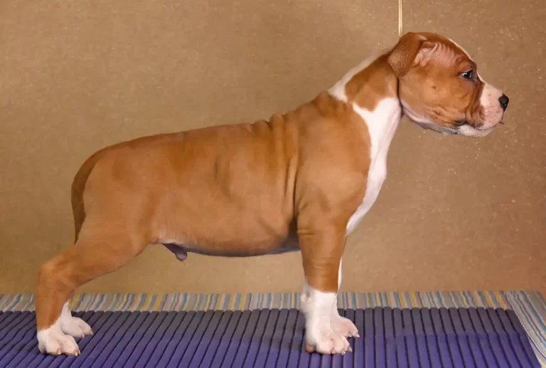 щенок американского стаффордширского терьера Babylon Towers питомник All 'Vari Style возраст 45 дней 2