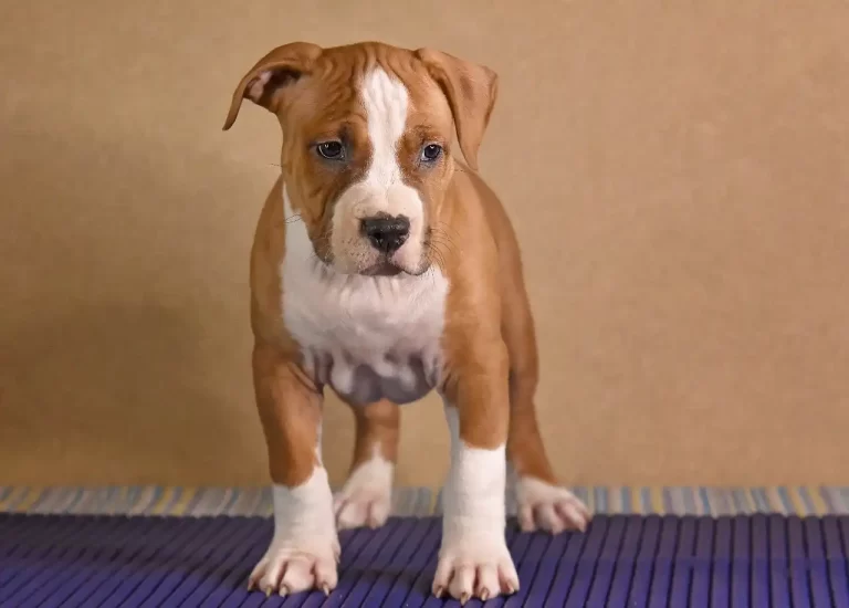 щенок американского стаффордширского терьера Babylon Towers питомник All 'Vari Style возраст 45 дней 3