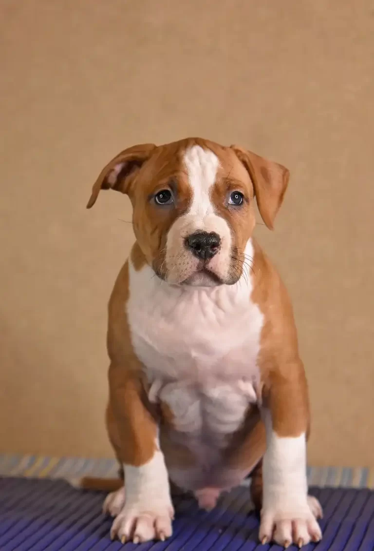 щенок американского стаффордширского терьера Babylon Towers питомник All 'Vari Style возраст 45 дней 4