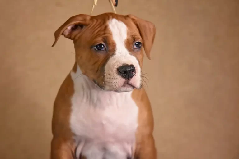 щенок американского стаффордширского терьера Babylon Towers питомник All 'Vari Style возраст 45 дней 5