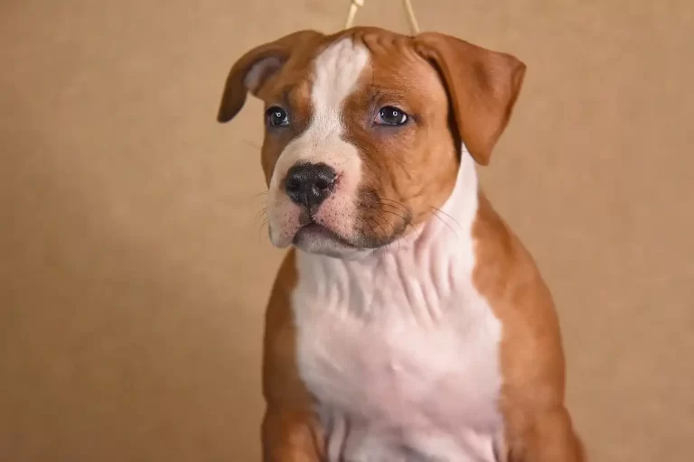 щенок американского стаффордширского терьера Babylon Towers питомник All 'Vari Style возраст 45 дней 6