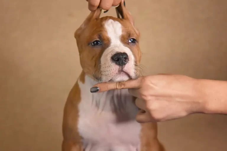 щенок американского стаффордширского терьера Babylon Towers питомник All 'Vari Style возраст 45 дней 7