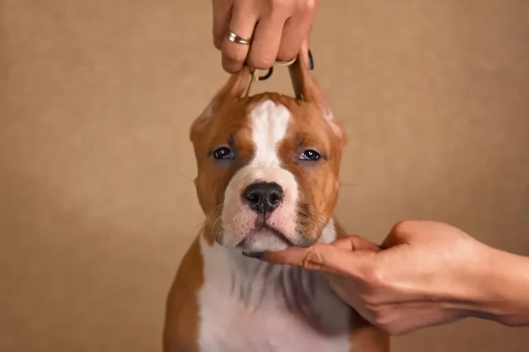 щенок американского стаффордширского терьера Babylon Towers питомник All 'Vari Style возраст 45 дней 8