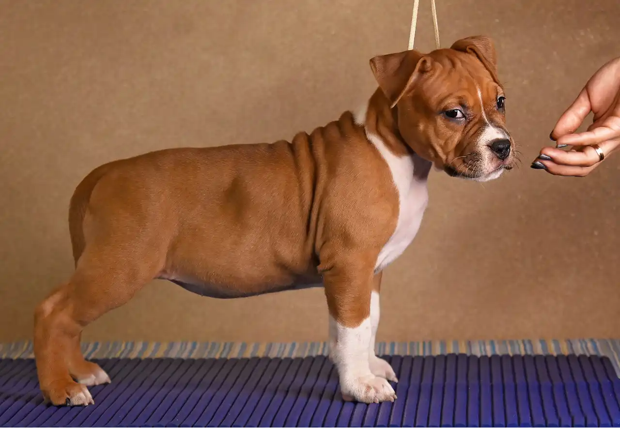 щенок американского стаффордширского терьера Beatrix Kiddo питомник All 'Vari Style возраст 45 дней 2