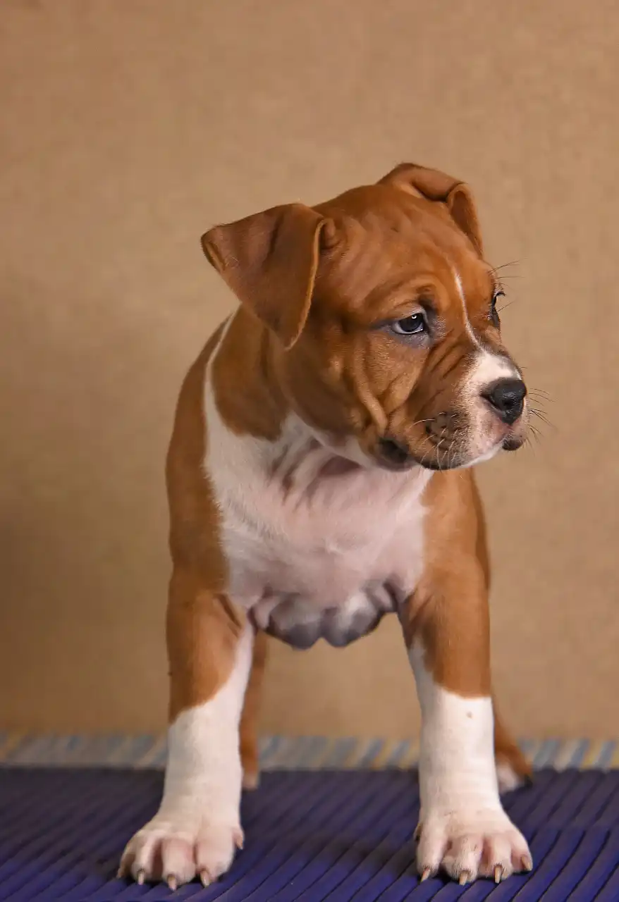 щенок американского стаффордширского терьера Beatrix Kiddo питомник All 'Vari Style возраст 45 дней 4