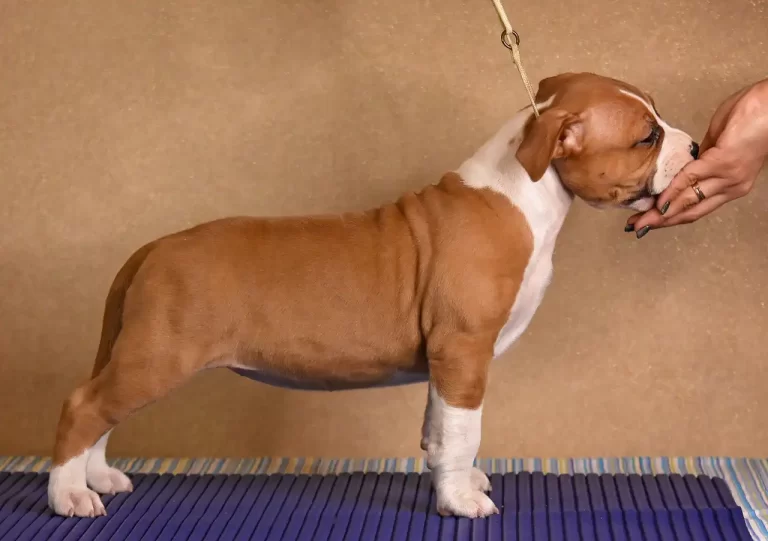 щенок американского стаффордширского терьера возраст 45 дней 1