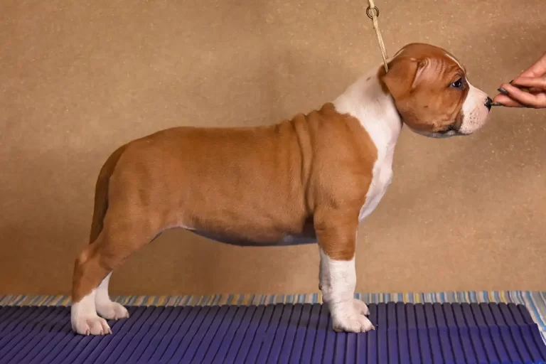 щенок американского стаффордширского терьера BiBi Brawel Stars питомник All 'Vari Style возраст 45 дней 2