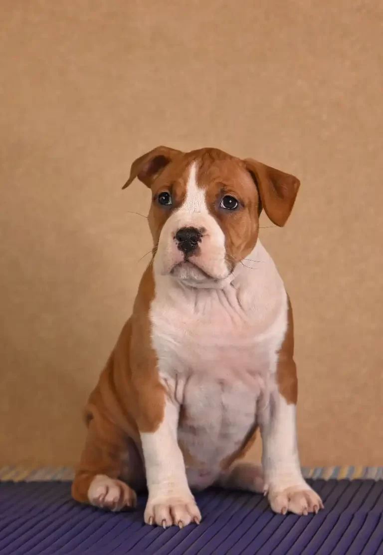 щенок американского стаффордширского терьера BiBi Brawel Stars питомник All 'Vari Style возраст 45 дней 3