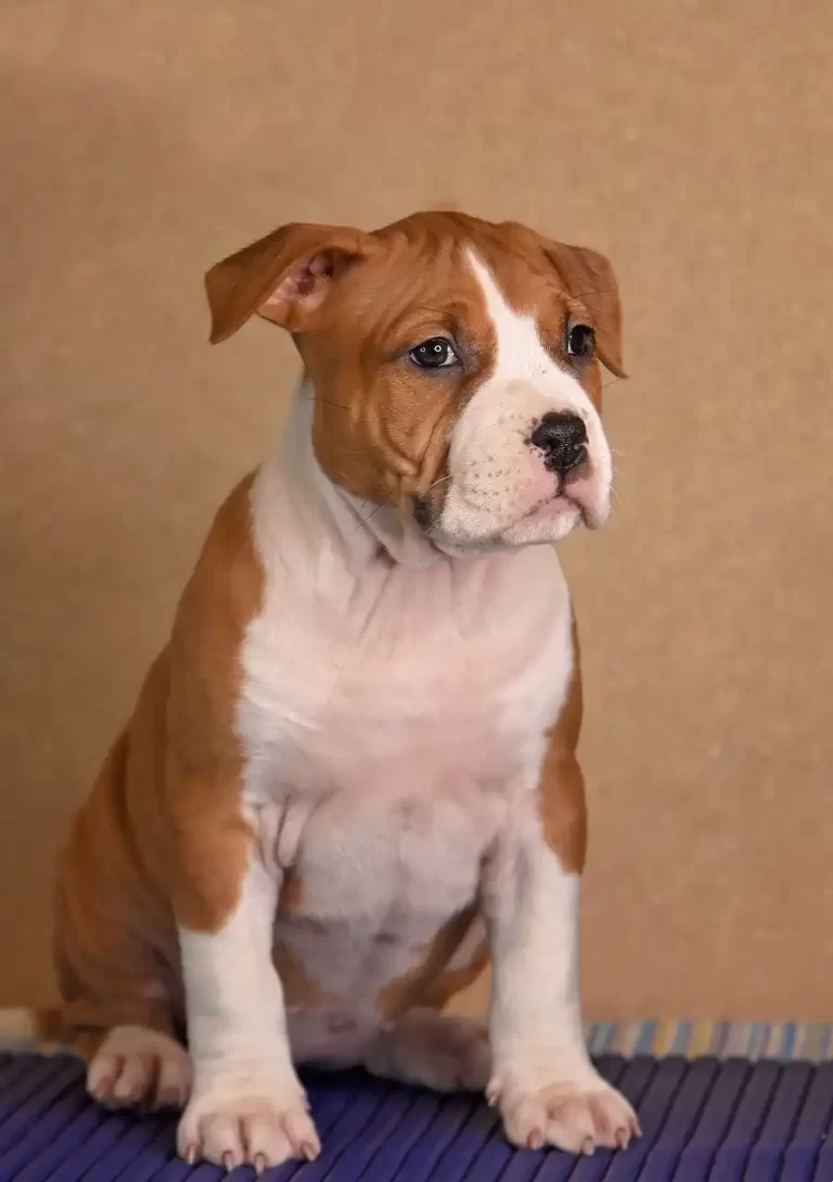 щенок американского стаффордширского терьера BiBi Brawel Stars питомник All 'Vari Style возраст 45 дней 4