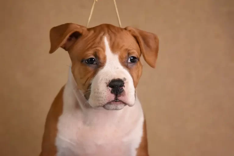 щенок американского стаффордширского терьера BiBi Brawel Stars питомник All 'Vari Style возраст 45 дней 6