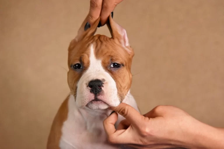 щенок американского стаффордширского терьера BiBi Brawel Stars питомник All 'Vari Style возраст 45 дней 7