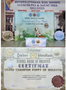 Bubble Shooter All'Vari Style - Гранд чемпион Молдовы в классе щенки. Орхей, Молдова 28-30.07.2023