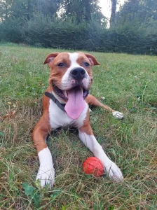 амстафф на отдыхе 07.10.2023