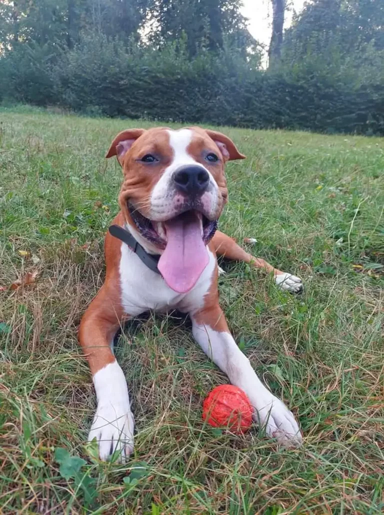 амстафф на отдыхе 07.10.2023