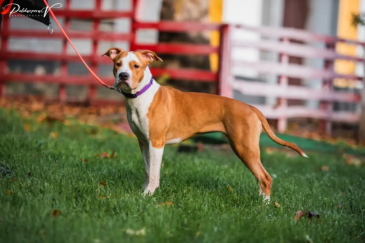 Амстафф Naomi-foto-11