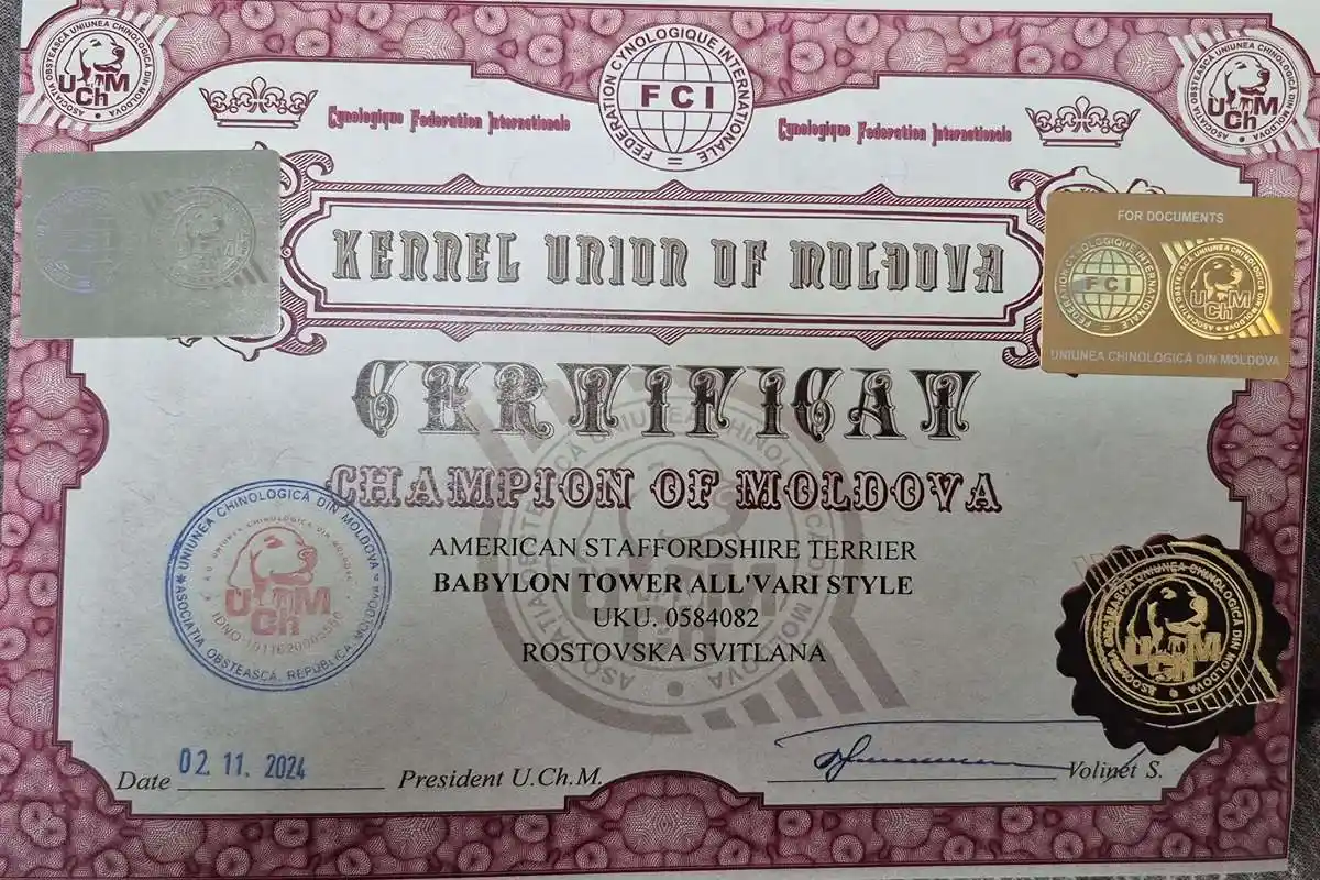 амстафф открыт для вязок осень 2025 фото 10