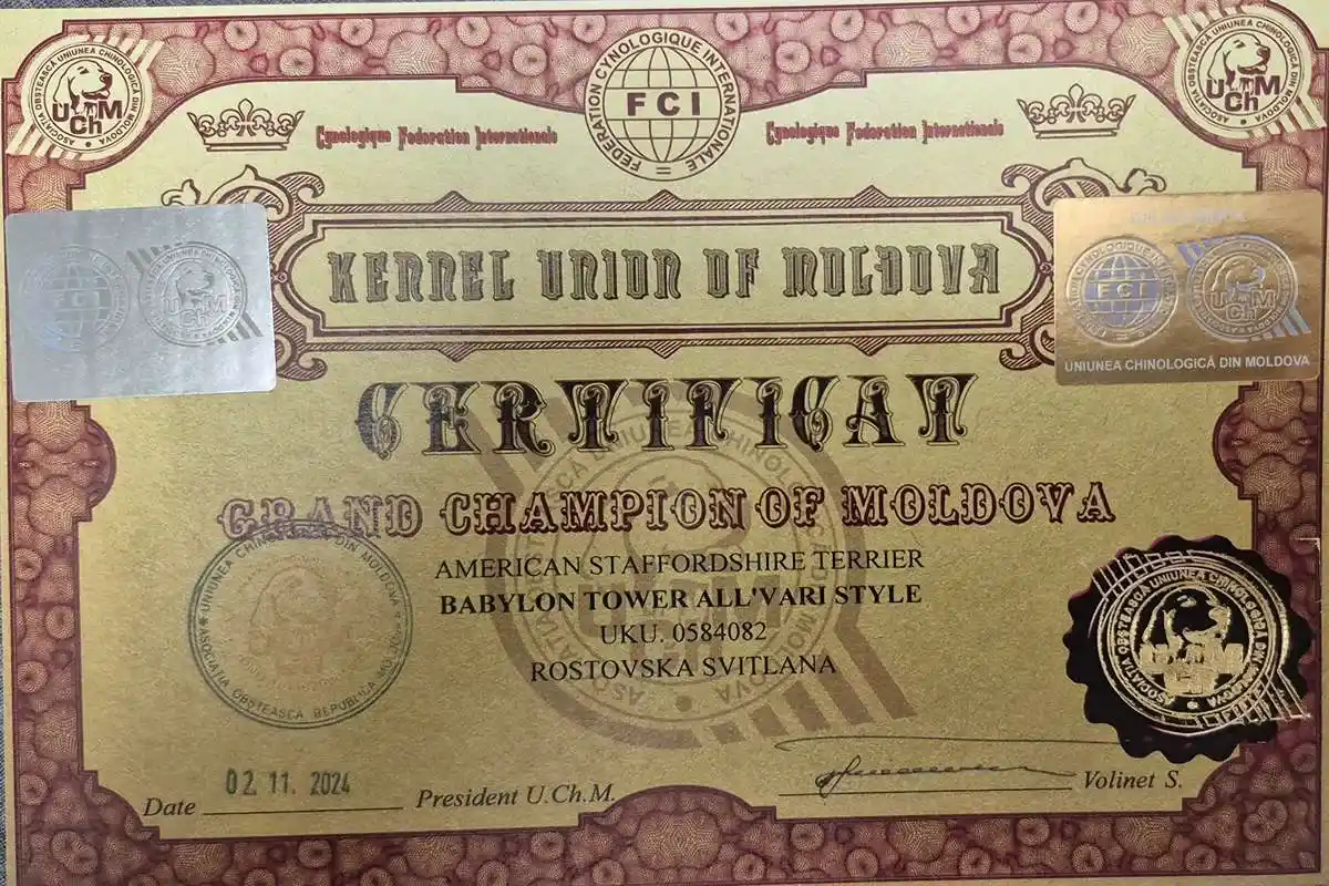 амстафф открыт для вязок осень 2025 фото 11