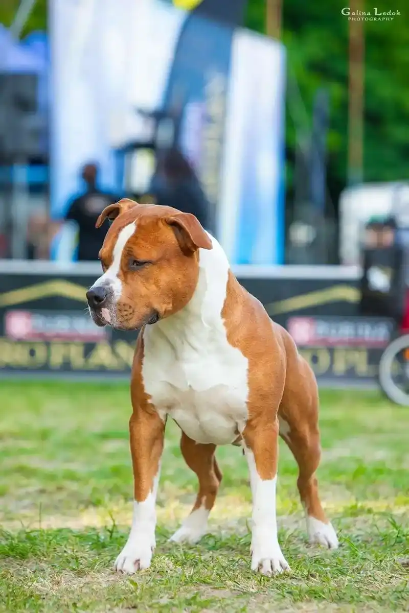 амстафф открыт для вязок осень 2025 фото 12